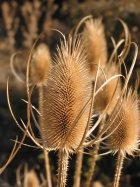 common teasel (Dipsacus fullonum)